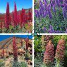 Echium wildpretii  Monocarpic Plant Biennial 200 Seeds