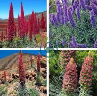 Echium wildpretii  Monocarpic Plant Biennial 200 Seeds