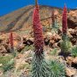 Echium wildpretii  Monocarpic Plant Biennial 200 Seeds