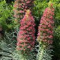 Echium wildpretii  Monocarpic Plant Biennial 200 Seeds