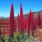 Echium wildpretii  Monocarpic Plant Biennial 200 Seeds