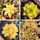 Haworthia lockwoodii Yellow Wide-leaf 10 seeds