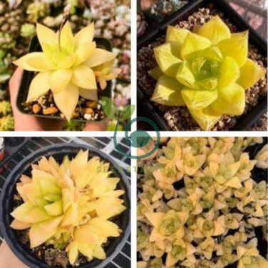 Haworthia lockwoodii Yellow Wide-leaf 10 seeds