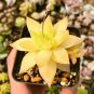 Haworthia lockwoodii Yellow Wide-leaf 10 seeds