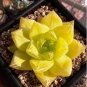 Haworthia lockwoodii Yellow Wide-leaf 10 seeds