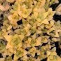 Haworthia lockwoodii Yellow Wide-leaf 10 seeds