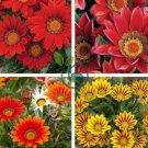 Red Gazania Flower Treasure Flower  40 Seeds