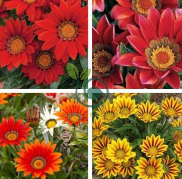 Red Gazania Flower Treasure Flower  40 Seeds