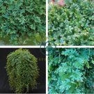 Selaginella Uncinata Seeds Rainbow Spikemoss 100 seeds