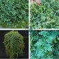 Selaginella Uncinata Seeds Rainbow Spikemoss 100 seeds