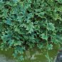 Selaginella Uncinata Seeds Rainbow Spikemoss 100 seeds