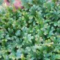Selaginella Uncinata Seeds Rainbow Spikemoss 100 seeds
