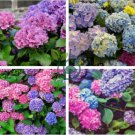 hydrangea 200 seeds