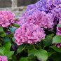 hydrangea 200 seeds