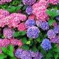 hydrangea 200 seeds