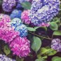 hydrangea 200 seeds