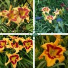 Hybrid Mix Daylily Flowers 200 seeds