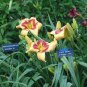 Hybrid Mix Daylily Flowers 200 seeds