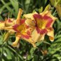 Hybrid Mix Daylily Flowers 200 seeds