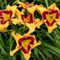 Hybrid Mix Daylily Flowers 200 seeds
