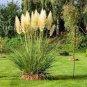 Colorful Pampas Grass Cortaderia Bonsai 600 Seeds