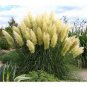 Colorful Pampas Grass Cortaderia Bonsai 600 Seeds