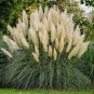 Colorful Pampas Grass Cortaderia Bonsai 600 Seeds