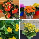 Kalanchoe Bonsai Longevity Flower Potted Plants 200 Seeds