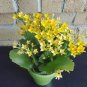 Kalanchoe Bonsai Longevity Flower Potted Plants 200 Seeds