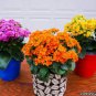 Kalanchoe Bonsai Longevity Flower Potted Plants 200 Seeds