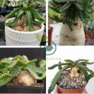 Euphorbia stellata Rare Succulent plants 20 seeds