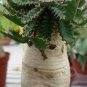 Euphorbia stellata Rare Succulent plants 20 seeds