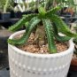 Euphorbia stellata Rare Succulent plants 20 seeds