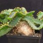 Euphorbia stellata Rare Succulent plants 20 seeds
