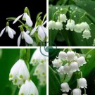 Lily of The Valley Flower Bell Orchid Rich Aroma Bonsai Flower 200 Seeds