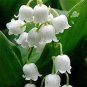 Lily of The Valley Flower Bell Orchid Rich Aroma Bonsai Flower 200 Seeds