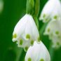 Lily of The Valley Flower Bell Orchid Rich Aroma Bonsai Flower 200 Seeds