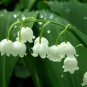 Lily of The Valley Flower Bell Orchid Rich Aroma Bonsai Flower 200 Seeds