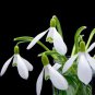 Lily of The Valley Flower Bell Orchid Rich Aroma Bonsai Flower 200 Seeds
