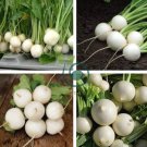 Hakurei F1 Turnip This Is the One That Sets the Standard for Flavor 400 Seeds