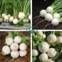 Hakurei F1 Turnip This Is the One That Sets the Standard for Flavor 400 Seeds