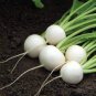 Hakurei F1 Turnip This Is the One That Sets the Standard for Flavor 400 Seeds