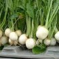 Hakurei F1 Turnip This Is the One That Sets the Standard for Flavor 400 Seeds
