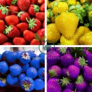 Purple Yellow Blue Red Giant Strawberry 200 Seeds