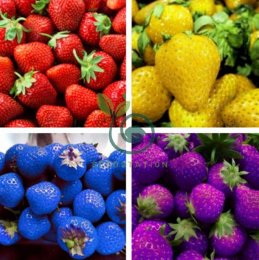 Purple Yellow Blue Red Giant Strawberry 200 Seeds