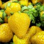 Purple Yellow Blue Red Giant Strawberry 200 Seeds