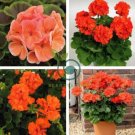 Geranium Orangish Red Ball-typed Big Blooms Bonsai Flowers 20 seeds