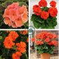 Geranium Orangish Red Ball-typed Big Blooms Bonsai Flowers 20 seeds