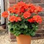 Geranium Orangish Red Ball-typed Big Blooms Bonsai Flowers 20 seeds