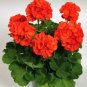 Geranium Orangish Red Ball-typed Big Blooms Bonsai Flowers 20 seeds